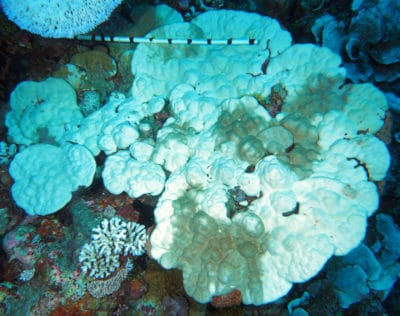 A large Porites lutea with mottled bleaching