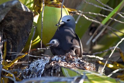 After a long wait, this simple nest on the petiole of a coconut palm frond revealed a chick nestled under the parent