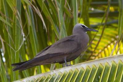 Black lores (area in front of eyes) and dark wing tips distinguish this from the similar Lesser Noddy