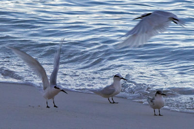 Seabirds of Chagos