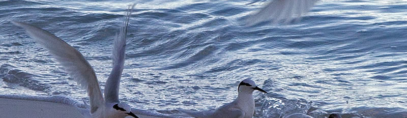 Seabirds of Chagos