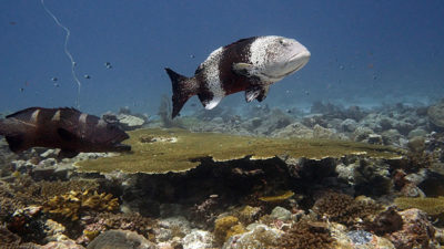 Blacksaddled Groupers aggregating on submerged bank near Three Brothers Island Group Chagos