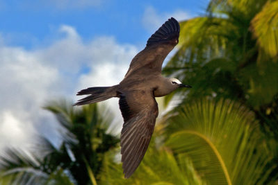 Brown Noddies are larger than the more slight Lesser Noddies