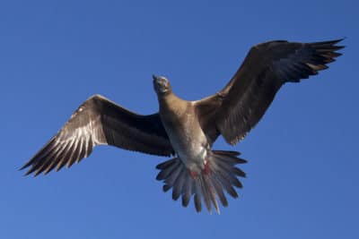 Brown morph of the Red- Footed Booby is identifiable by the red feet
