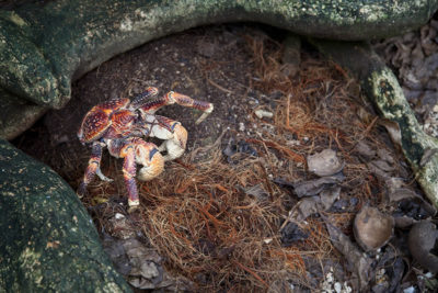 Coconut Crabs with the debris from feeding on coconuts surrounding its burrow