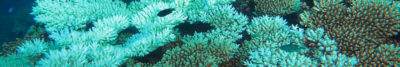 Coral Bleaching BIOT