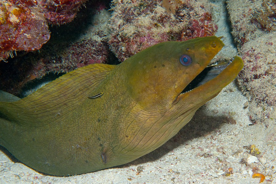 Moray Eel