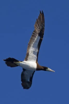 Female Brown Booby (Sula leucogaster) distinguished by yellowish facial skin,  showing the distinct line separating white belly from brown head