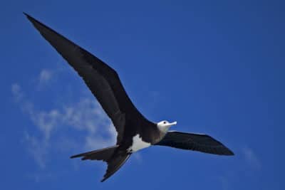 Female Great Frigatebirds (Fregata minor) are easily identifiable by their white head and belly patch
