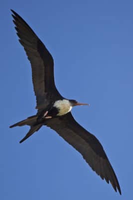 Female Lesser Frigatebirds can easily be distinguished from female Great Frigatebirds by their black head