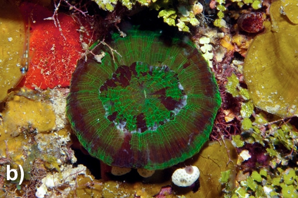 Scolymia cubensis, Artichoke Coral