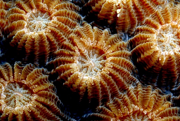 KSLOF Coral Reef Education Portal: Free Online Coral Anatomy CourseLiving  Oceans Foundation