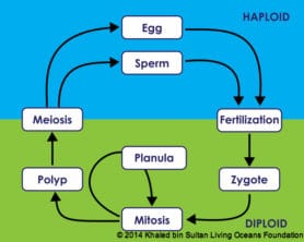 KSLOF Coral Reef Education: Free Coral Life Cycle CourseLiving Oceans ...