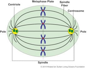 Kslof Coral Reef Education: Free Coral Life Cycle Courseliving Oceans 