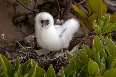 Fluffy red-footed booby (Suia suia) chick covered in a dense white down