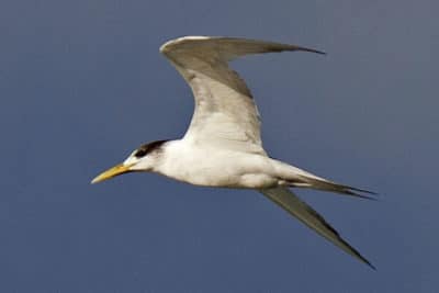 Great Crested Terns were often seen plunge diving just offshore