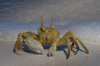 Horn-eyed Ghost Crab (Ocypode ceratophthalma)