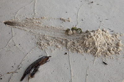 Horn-eyed Ghost Crab excavates burrow by carrying armloads of sand away from entrance