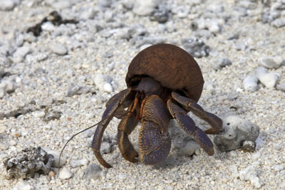 Juvenile Coconut Crab using empty coconut shell for protection instead of gastropod shell