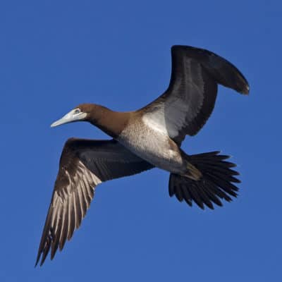 Male Brown Boobies (Sula leucogaster) recognizable by blue-gray skin coloration on the face