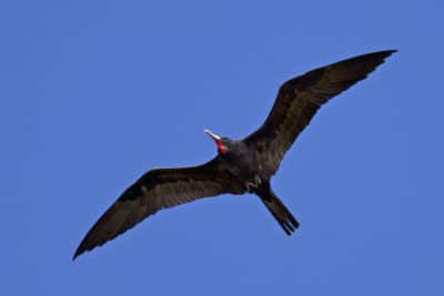 Male Great Frigatebirds (Fregata minor) are all black and have a read gular sac (throat patch)