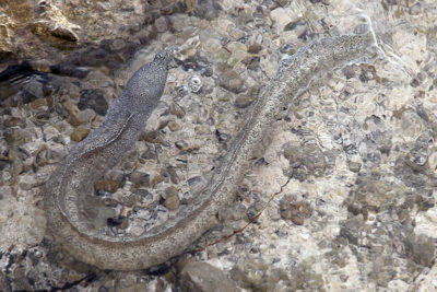 Peppered Moray Eels