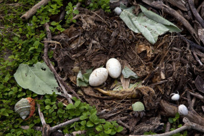 Rather than nesting in trees, the Brown Booby creates a simple nest in a depression on the ground