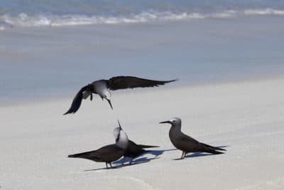 Small groups of Lesser Noddies gathered on the beach sometimes bounding up in an attempt to mount each other