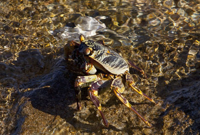 Thin-shelled Rock Crab