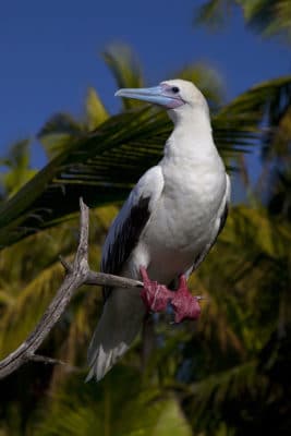 White morph of the Red-footed boobywith characteristic red feet and legs and pale blue bill