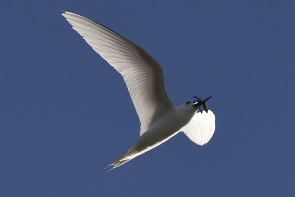 White tern returning from the water with a bill full of fish it ...