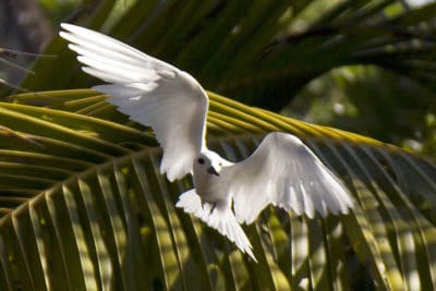 With immaculate white plumage it is easy to see why White Tern is sometimes called the Angel Tern