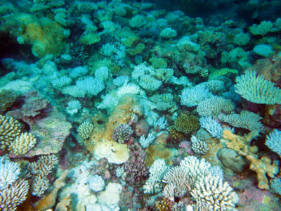a bleached shallow reef in Salomon Atoll