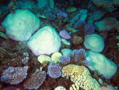 bleached acroporids, helmet corals and lobe coral