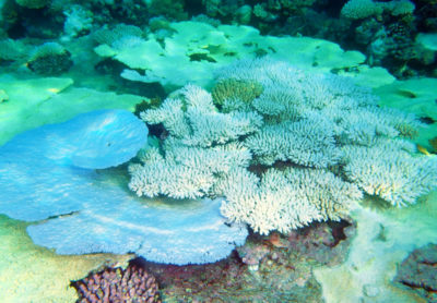 bleached table acroporids Acropora cytherea and A tenuis