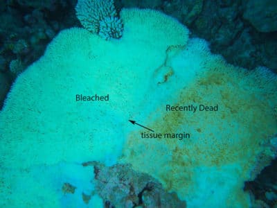 bleaching mortality in acropora cytherea