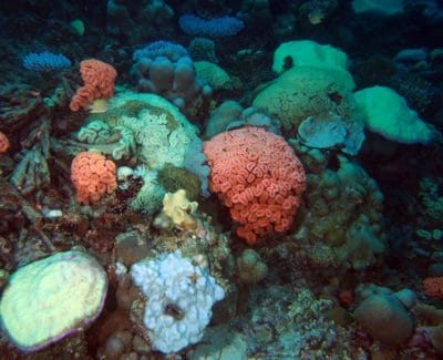 Coral Bleaching BIOT: Colorful Corals