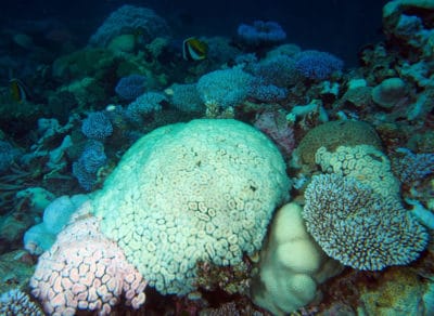 Colors of coral bleaching.