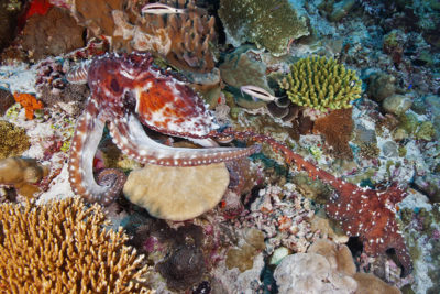 female Day Octopus leads male suitor up reef slope