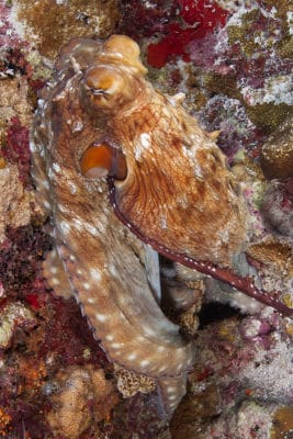 hectocotylus can be seen entering the female Day Octopus mantle through the aperture near the funnel