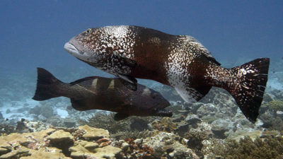 male blacksaddled grouper (above) with a female (below)
