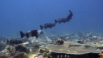 male blacksaddled grouper with 3 female groupers