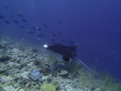 1. Manta ray encounter day 1. Photo Anderson Mayfield