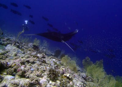 2. Manta ray encounter day 1. Photo Anderson Mayfield