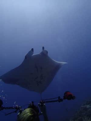 3. Manta ray encounter day 1. Photo Anderson Mayfield