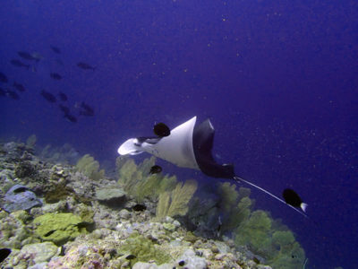 4. Manta ray encounter day 1. Photo Anderson Mayfield