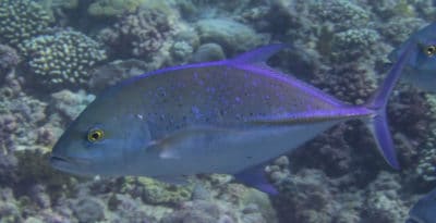 bluefin trevally, Caranx melampygus