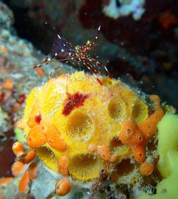 A shrimp Urocaridella sp cleans a sponge Cinachyrella sp