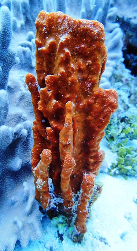 Big sponge, Foggy Reef, Saspotato