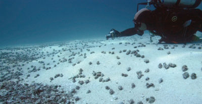 Hermit Crab Aggregation New Caledonia